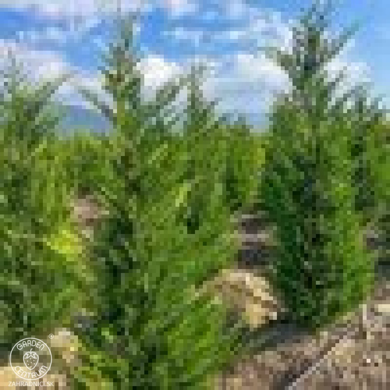 Obrázok Cyprusovec leylandský (Cupressocyparis leylandii) - výška 30-50 cm, kont. C2L/C3L